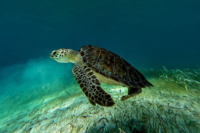 Catamaran Cruise in Riviera Maya With Snorkeling & Beach Club - Who Is This Tour Best For?