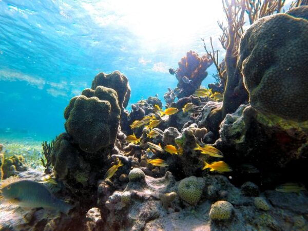 CATAMARAN ENCOUNTER ISLA MUJERES - Frequently Asked Questions