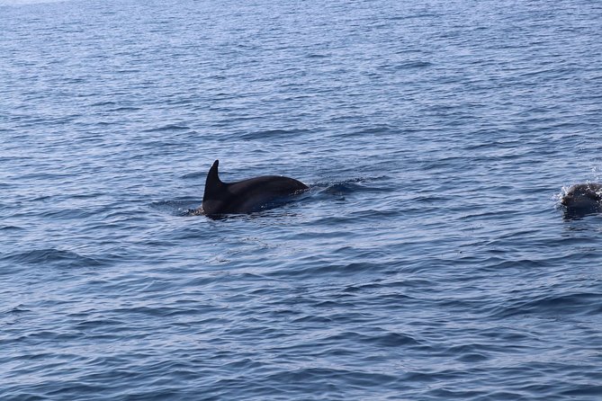 Catamaran Excursions in the Asinara Island National Park - Common Questions