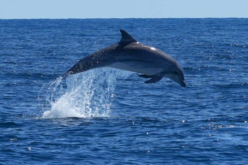 Catamaran Le Providence: Discover the bottlenose dolphin at Le Grau-du-Roi - The Experience at a Glance