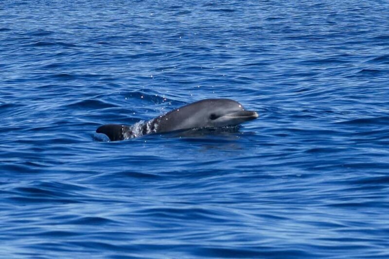 Catamaran Le Providence: Discover the bottlenose dolphin at Le Grau-du-Roi - What to Expect on the Tour