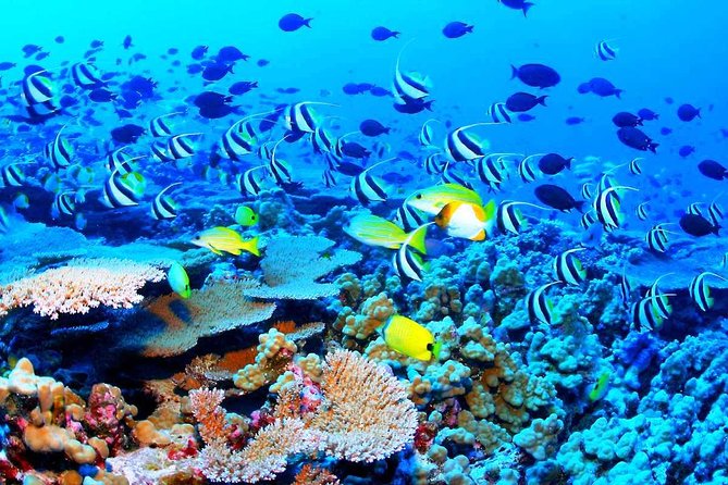 Catamaran Sail and Snorkeling Tour With Open Bar in Puerto Morelos - The Sum Up