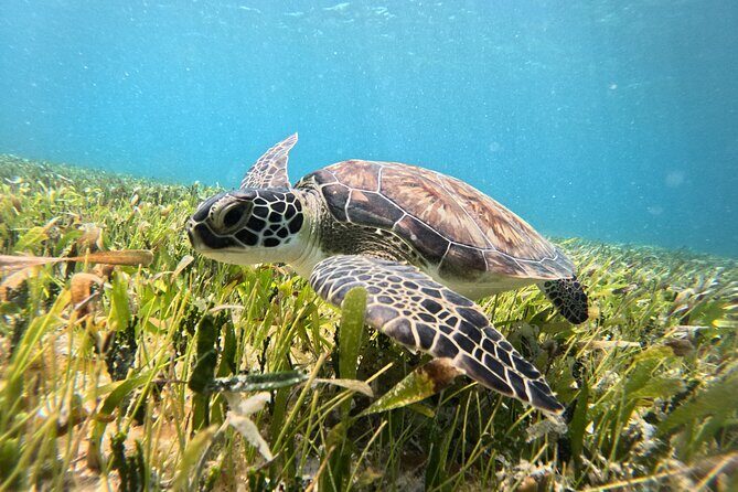 Catamaran Sailing to Isla Mujeres From Cancun - The Sum Up