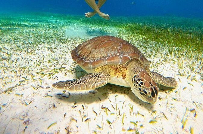Catamaran Sky Tour in Cozumel - The White Sandbank: El Skylito