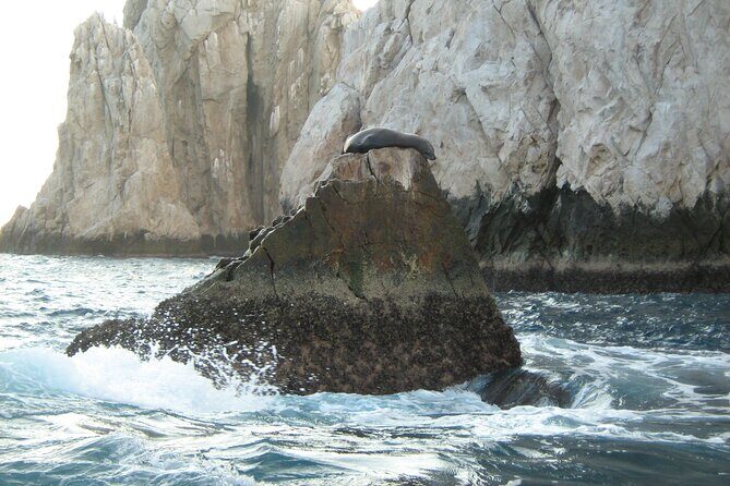 Catamaran Snorkel at Los Cabos! Gorgeous Snorkel & Party + Round Transportation - FAQ