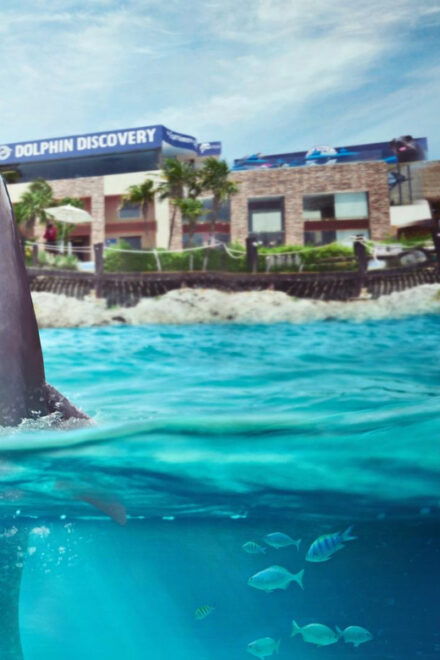 Catamaran to Isla Mujeres and Swim With Dolphins Adventure - Catamaran Ride to Isla Mujeres