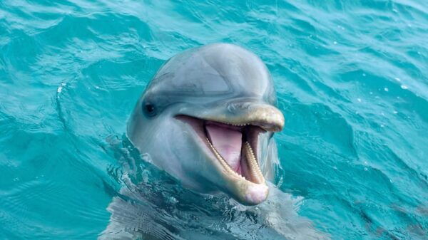Catamaran to Isla Mujeres and Swim With Dolphins Adventure - Highly Recommended by Travelers