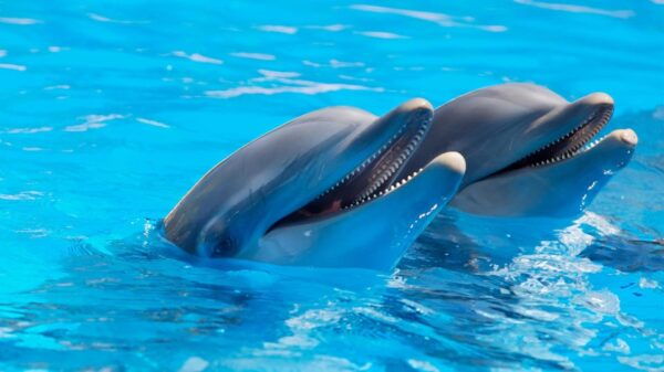 Catamaran to Isla Mujeres and Swim With Dolphins Adventure - Frequently Asked Questions