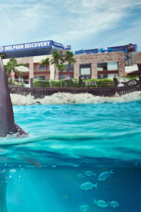Catamaran to Isla Mujeres and Swim With Dolphins Adventure - Good To Know
