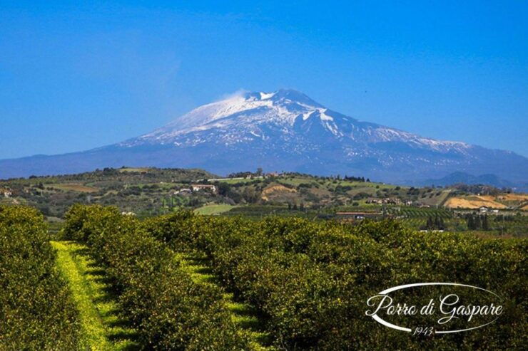 Catania: Pozzo Di Gaspare Farm Guided Tour With Tastings - Farm Overview