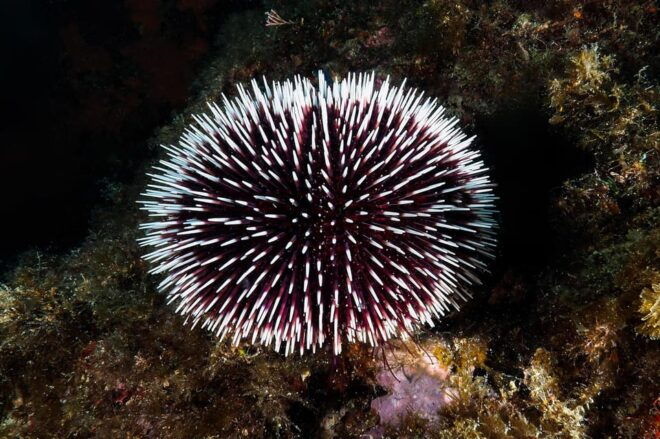 Catania: Scuba Diving Experience - Required Participant Criteria