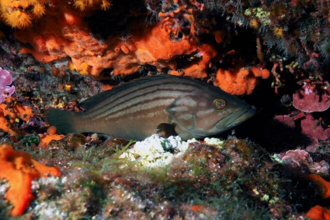 Catania: Scuba Diving Experience - Equipment Provided