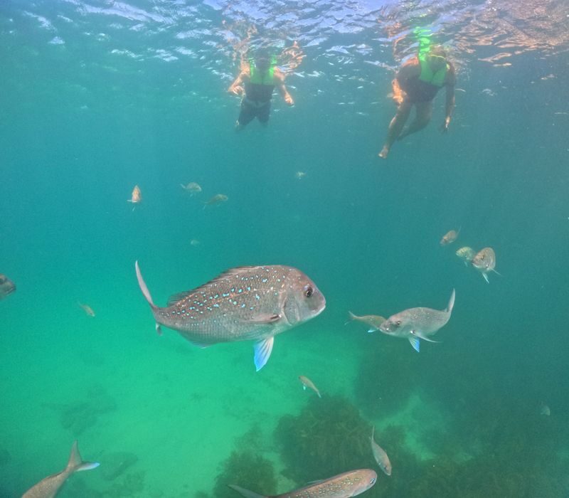 Cathedral Cove, Coast & Cave Tour - Orua Sea Cave, Champagne Rocks and the coast beyond