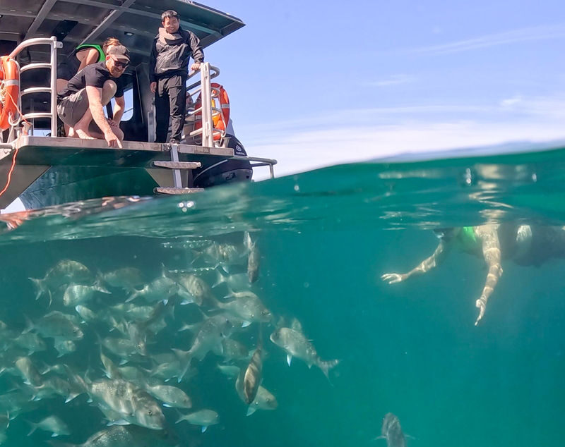 Cathedral Cove, Coast & Cave Tour - The catamaran’s comforts and the short trip format