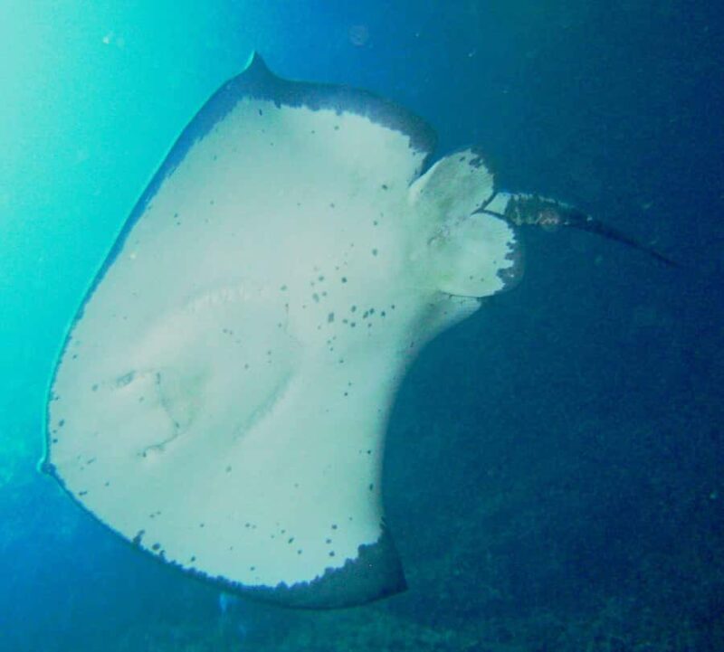Cathedral Cove Marine Reserve: Snorkeling Boat Trip - The Value of the Experience
