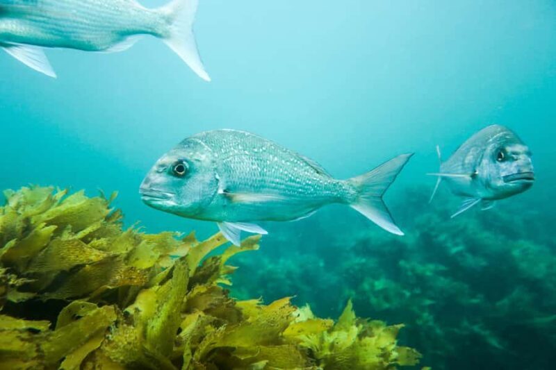 Cathedral Cove Marine Reserve: Snorkeling Boat Trip - Detailed Breakdown of the Tour