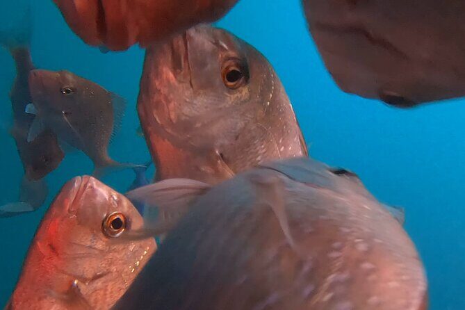 Cathedral Cove Scenic Cruises Whitianga - Why This Tour Is a Great Value