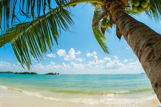 Catlina Island | Free Diving and Transportation - Good To Know