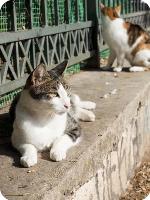 Cats of Athens - Walking Tour - The Sum Up