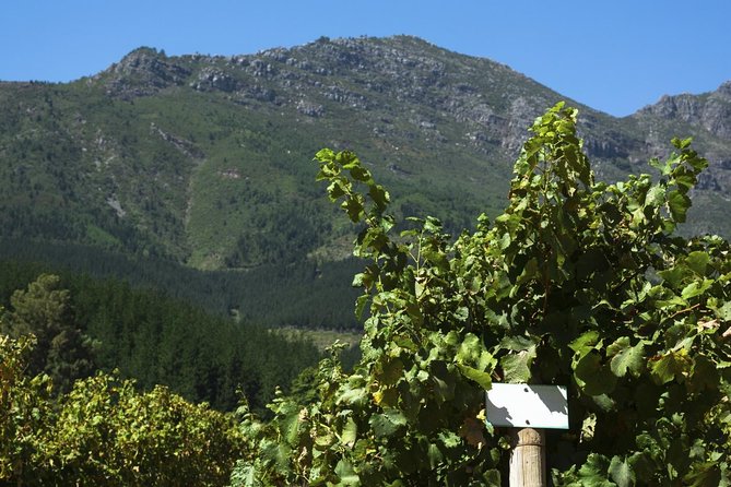 Cavas Freixenet Wine Tour From Mexico City - Tasting the Sparkling Wine
