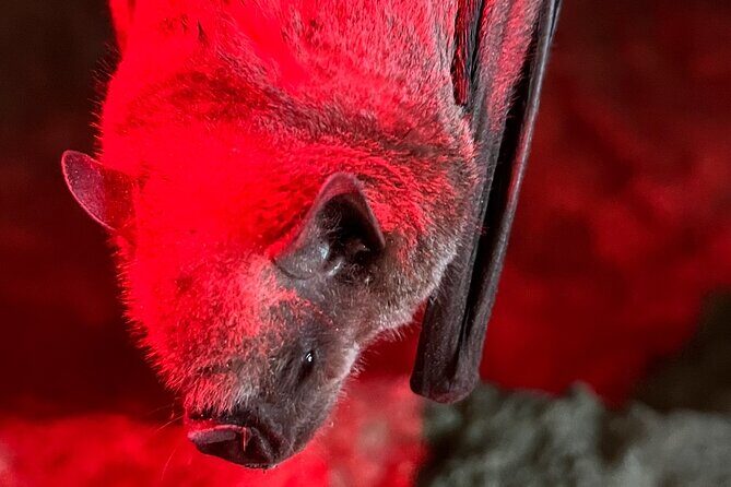 Cave, Bats and Boas Night Tour - Puerto Rico - Good To Know