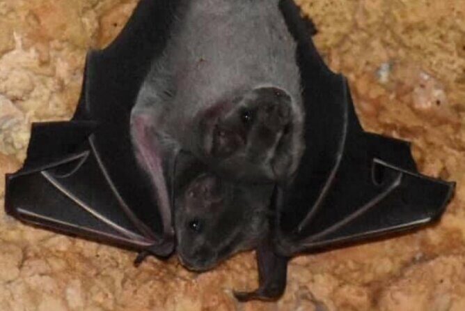 Cave, Bats and Boas Night Tour - Puerto Rico - Final Thoughts: Who Should Consider This Tour?