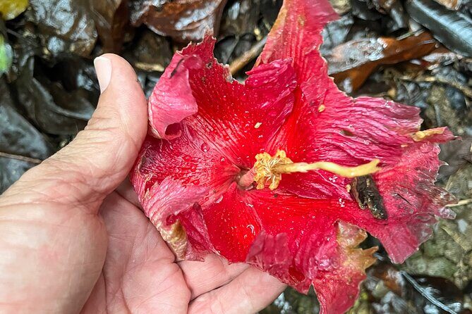 Cave, Bats and Boas Night Tour - Puerto Rico - FAQ