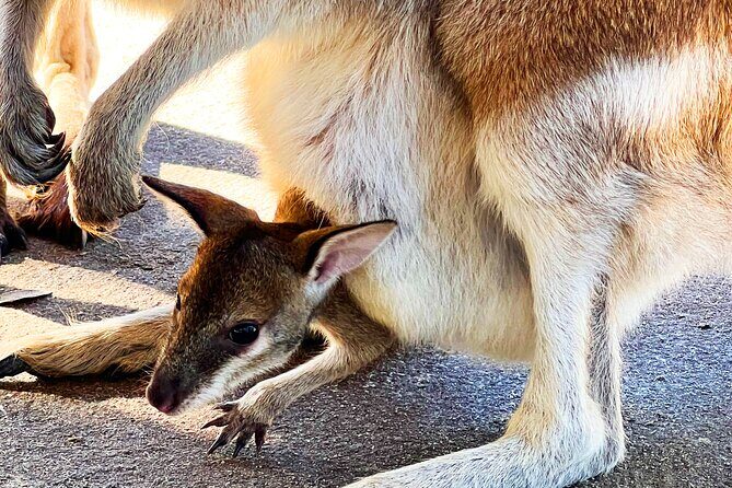 Caversham Wildlife and Swan Valley Private Tour - The Sum Up: Is This Tour Right for You?