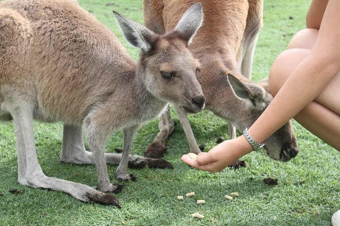 Caversham Wildlife Park, the Pinnacles, Lancelin From Perth - Tour Details and Logistics