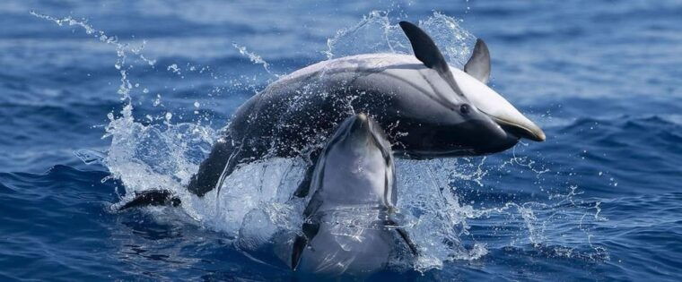 Caves & Dolphins - Combined Trip - Why This Tour Offers Great Value