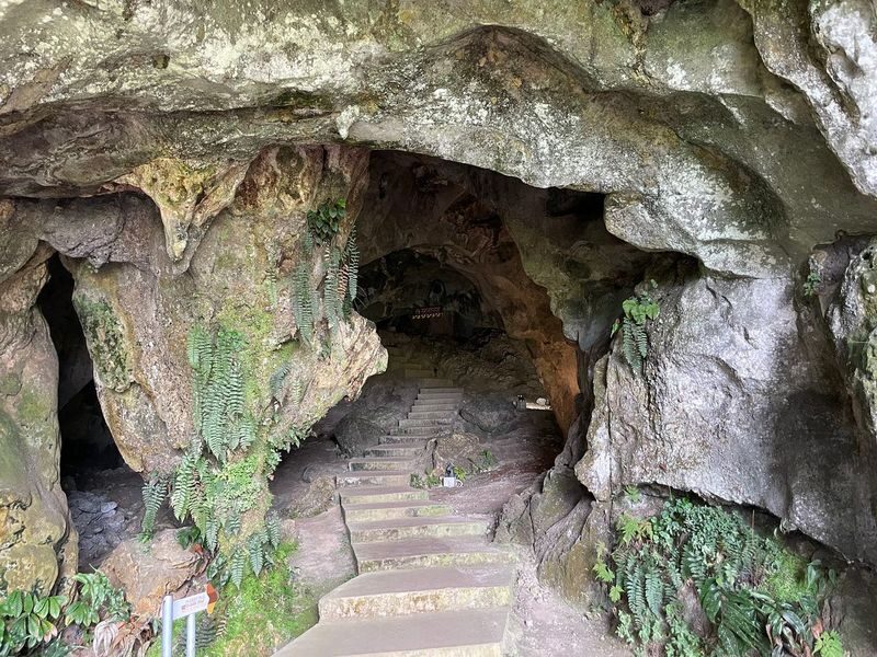 Caving Adventure in Sarawak - Wind Cave: a close look at cave life