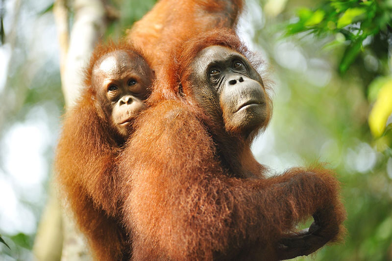 Caving and Semenggoh Wildlife Centre or Annah Rais Longhouse Tour in Kuching - Fairy Cave asks more of your legs