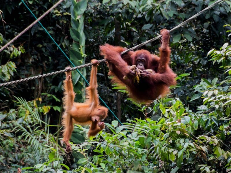 Caving and Semenggoh Wildlife Centre or Annah Rais Longhouse Tour in Kuching - Semenggoh or Annah Rais: choose your second kind of day