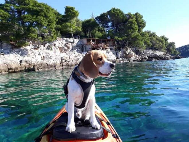 Cavtat: Guided Sea Kayaking Tour - Itinerary Highlights