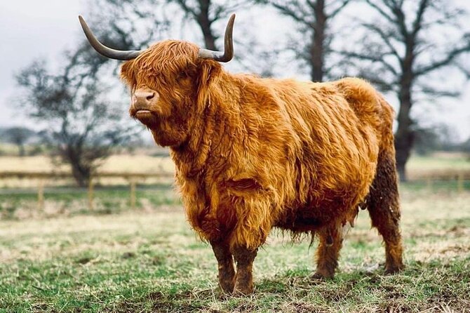 Cawdor Castle, Inverness, Culloden, Outlander and Loch Ness Tour - The Sum Up