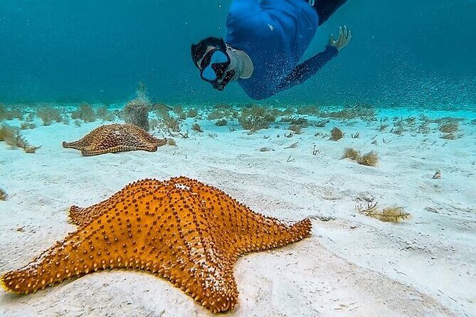 Cayman Combo Tour: Stingrays, Starfish Point and Crystal Caves - Stop 2: Starfish Point — A Peaceful Beach Escape
