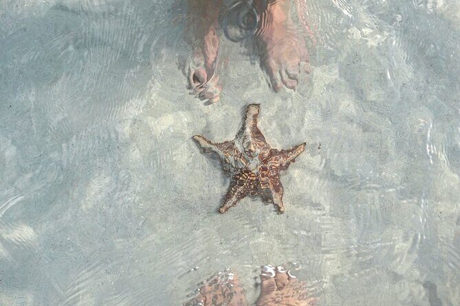 Cayman Ultimate Tour: Stingray City, Snorkeling & Beach Lunch - Why This Tour Is Worth Considering