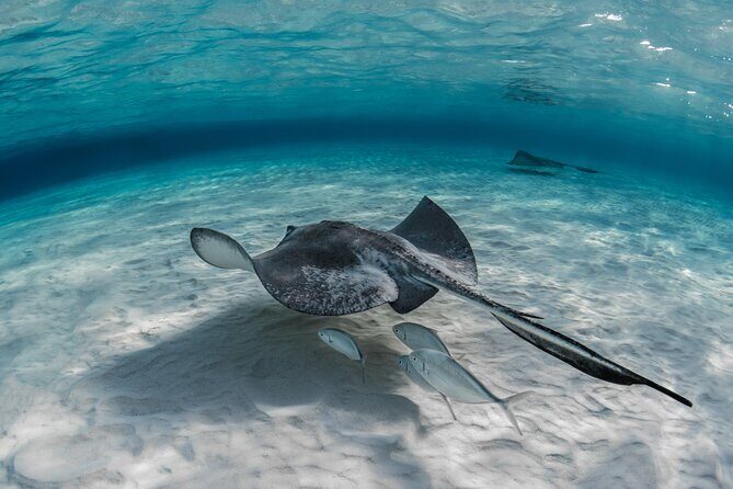 Cayman Ultimate Tour: Stingray City, Snorkeling & Beach Lunch - The Sum Up