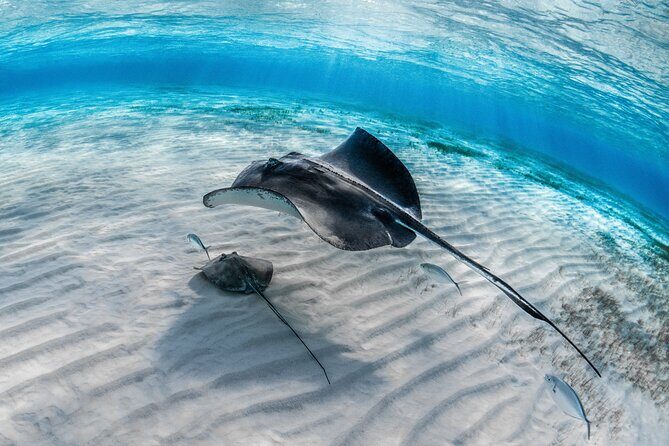 Cayman Ultimate Tour: Stingrays, Starfish Point and Crystal Caves - Final Thoughts