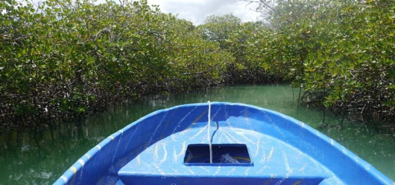 Cayo Arena & Mangroves Tour with Snorkeling & Food - An In-Depth Look at the Cayo Arena & Mangroves Tour