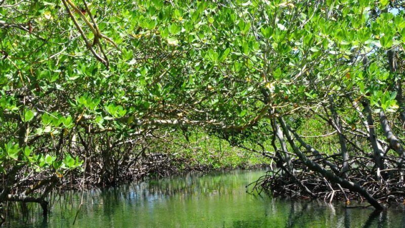 Cayo Arena: Paradise Island and Mangroves Tour - Frequently Asked Questions