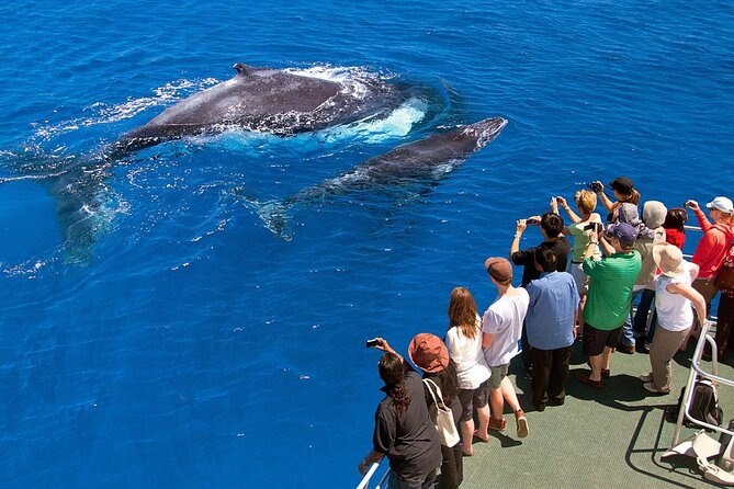 Cayo Levantado (Bacardi Island) Whale Watch Catamaran Cruise  - Puerto Plata - Tour Highlights