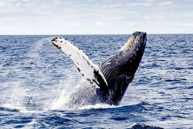 Cayo Levantado, Isla Bacardí and Whale Watching in Samaná - Exploring the Full Day: What to Expect from the Tour