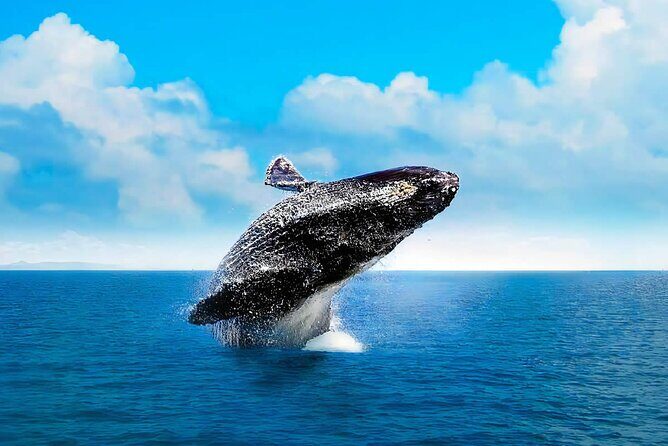 Cayo Levantado, Isla Bacardí and Whale Watching in Samaná - FAQ