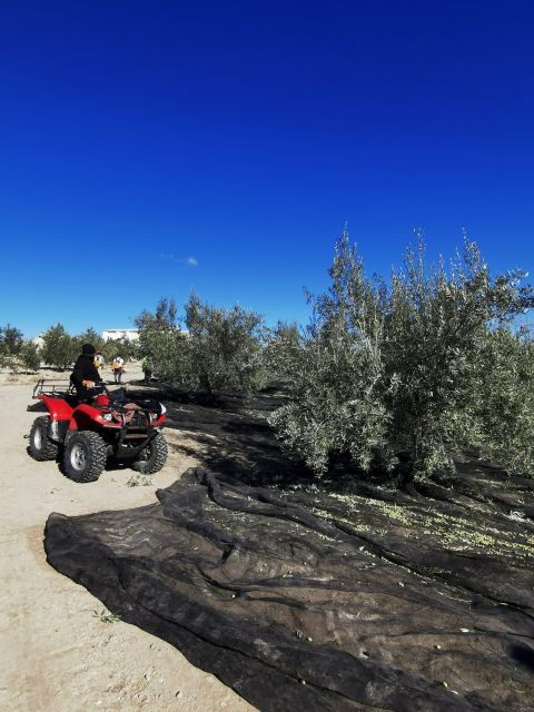 Cazorla: Oleotour - Olive Oil Culture Initiation - Meeting Point and Directions