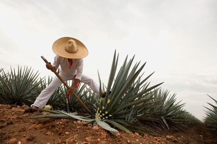 CDMX: 3-Day Tour to Guadalajara and Tequila - Itinerary Highlights