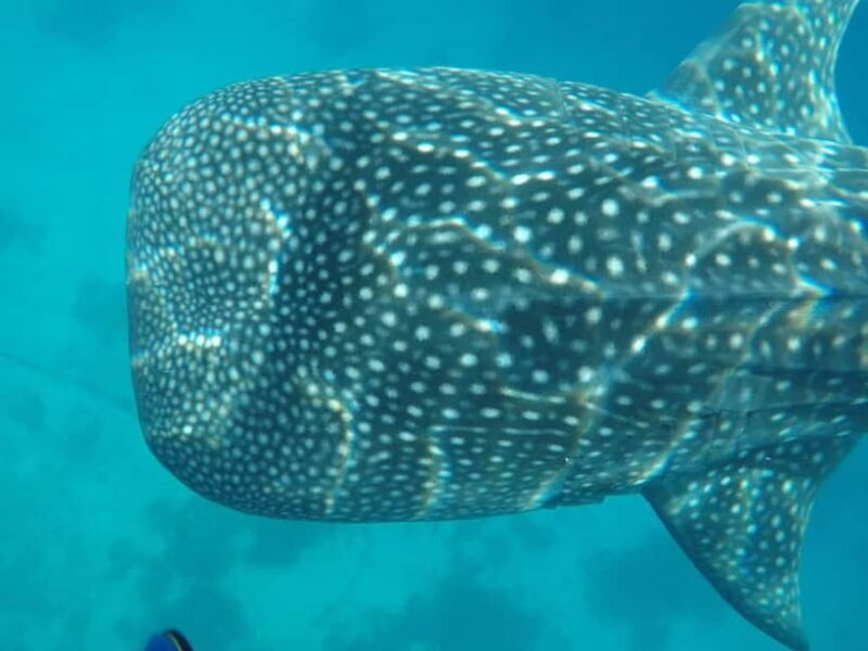 Cebu: 2-Day Private Tour Moalboal and Oslob - Exploring the 2-Day Itinerary