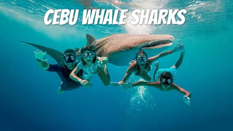Cebu: 2 Days 1 Night Tour Package (Oslob) - Transportation, Timing, and Group Size
