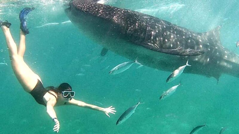 Cebu: 3D2N Best of South Cebu Experience - FAQs