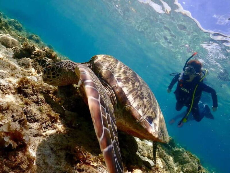 Cebu: Beach Scuba Diving Experience - Good To Know